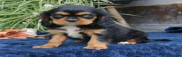 Cavalier King Charles Spaniel dogs for sale: Jalena  - Ad 3