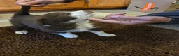 Australian Shepherd dogs for sale: Boesman - Ad 4