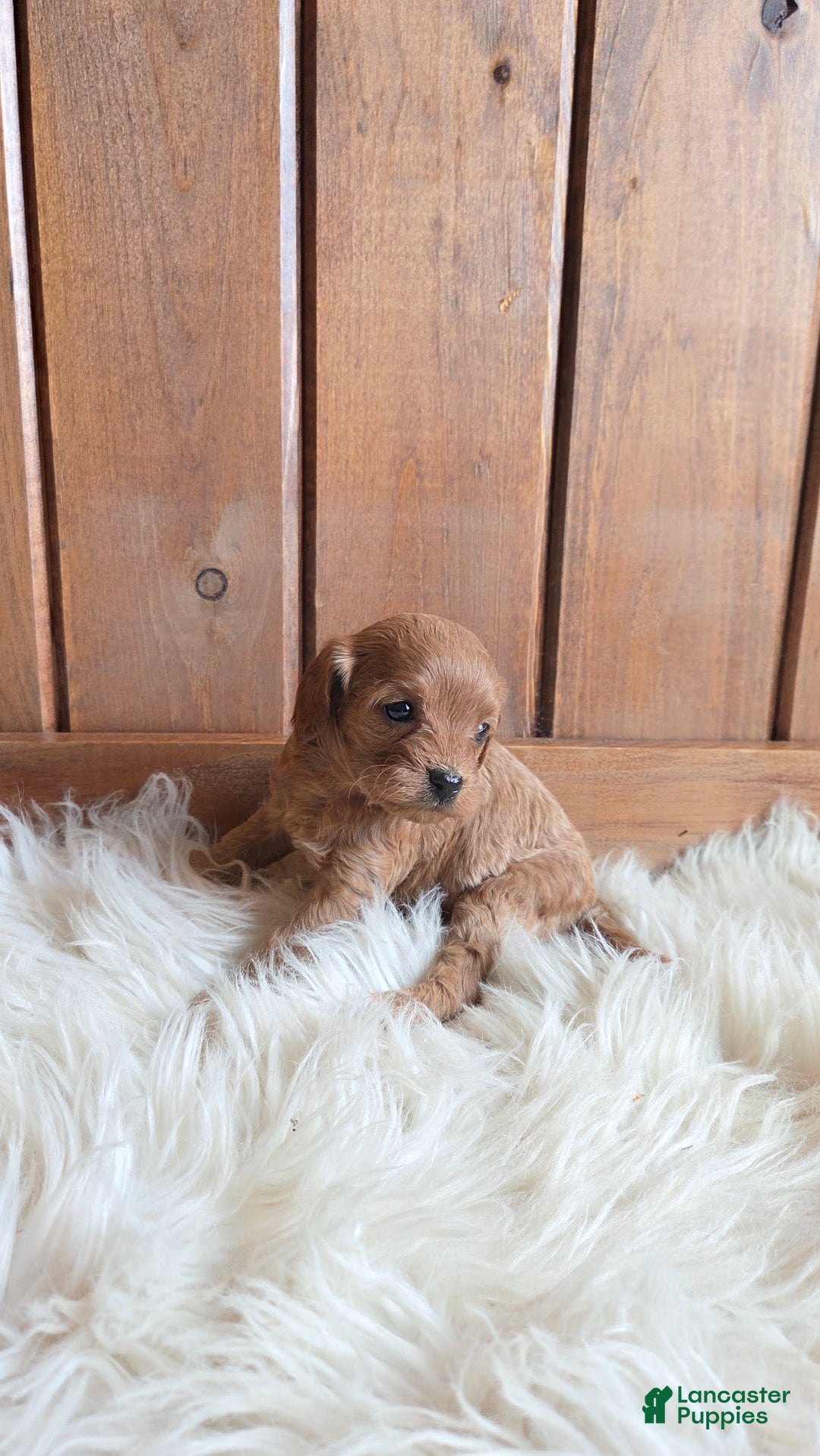 Cavapoo dogs for sale: Navaeh - Ad 3