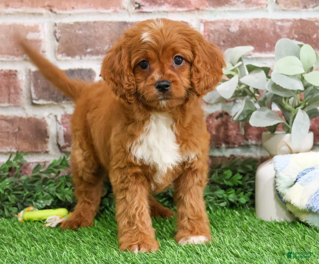 Cavapoo dogs for sale: Beau - Ad 5