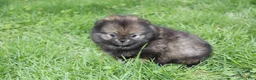 Pomeranian dogs for sale: Khloe  - Ad 4