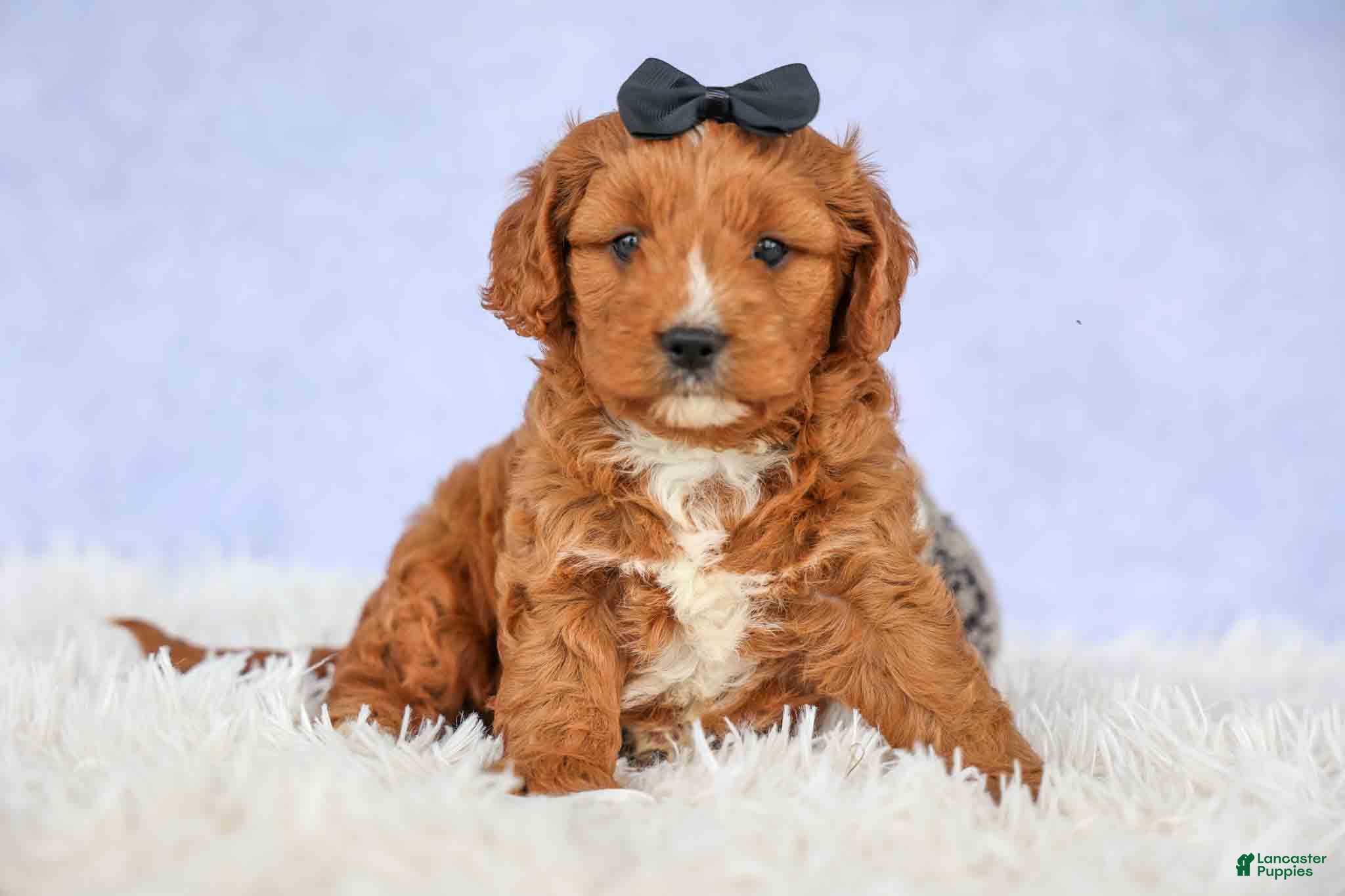 Cavapoo dogs Max 🐾🐶 - Ad 1