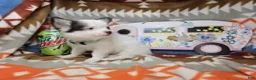 Chihuahua dogs for sale: Jo Jo (Long-Haired T-Cup) - Ad 2