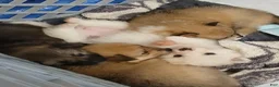 Pomeranian dogs for sale: Elsa  - Ad 6