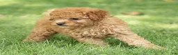 Miniature Poodle dogs for sale: Treasure Miniature Poodle  - Ad 3