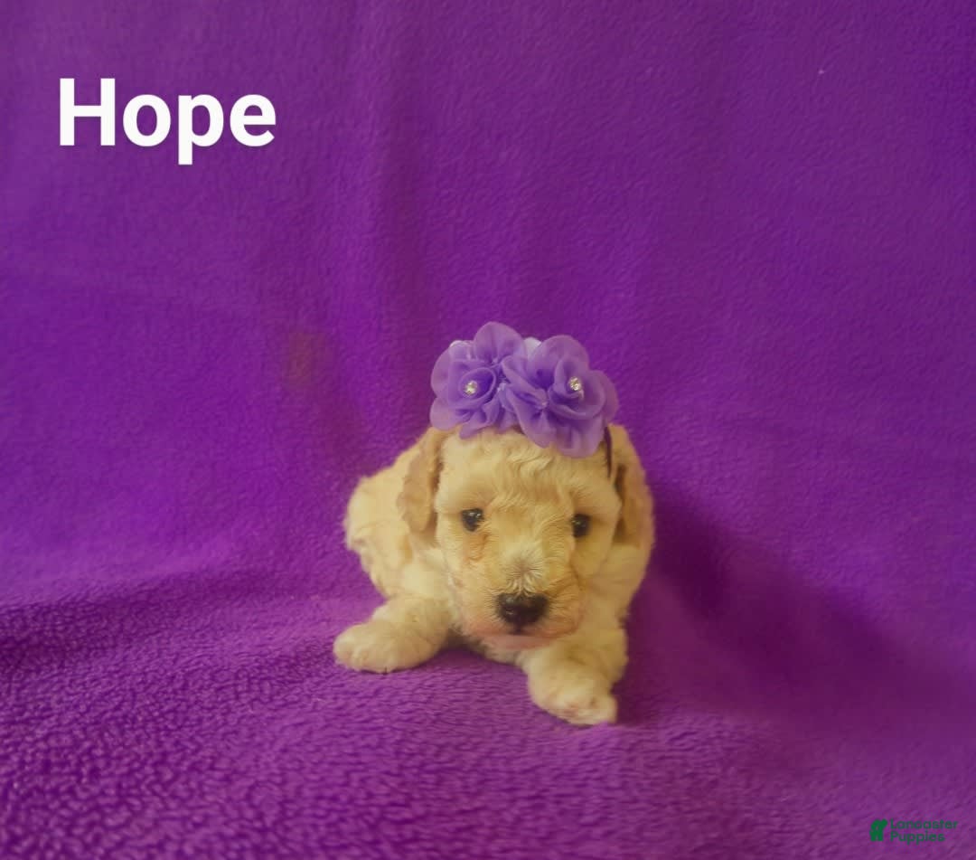 Toy Poodle dogs for sale: Hope - Ad 3
