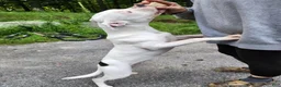 Mixed Breed dogs for sale: Mixed Breed 1 - Ad 2