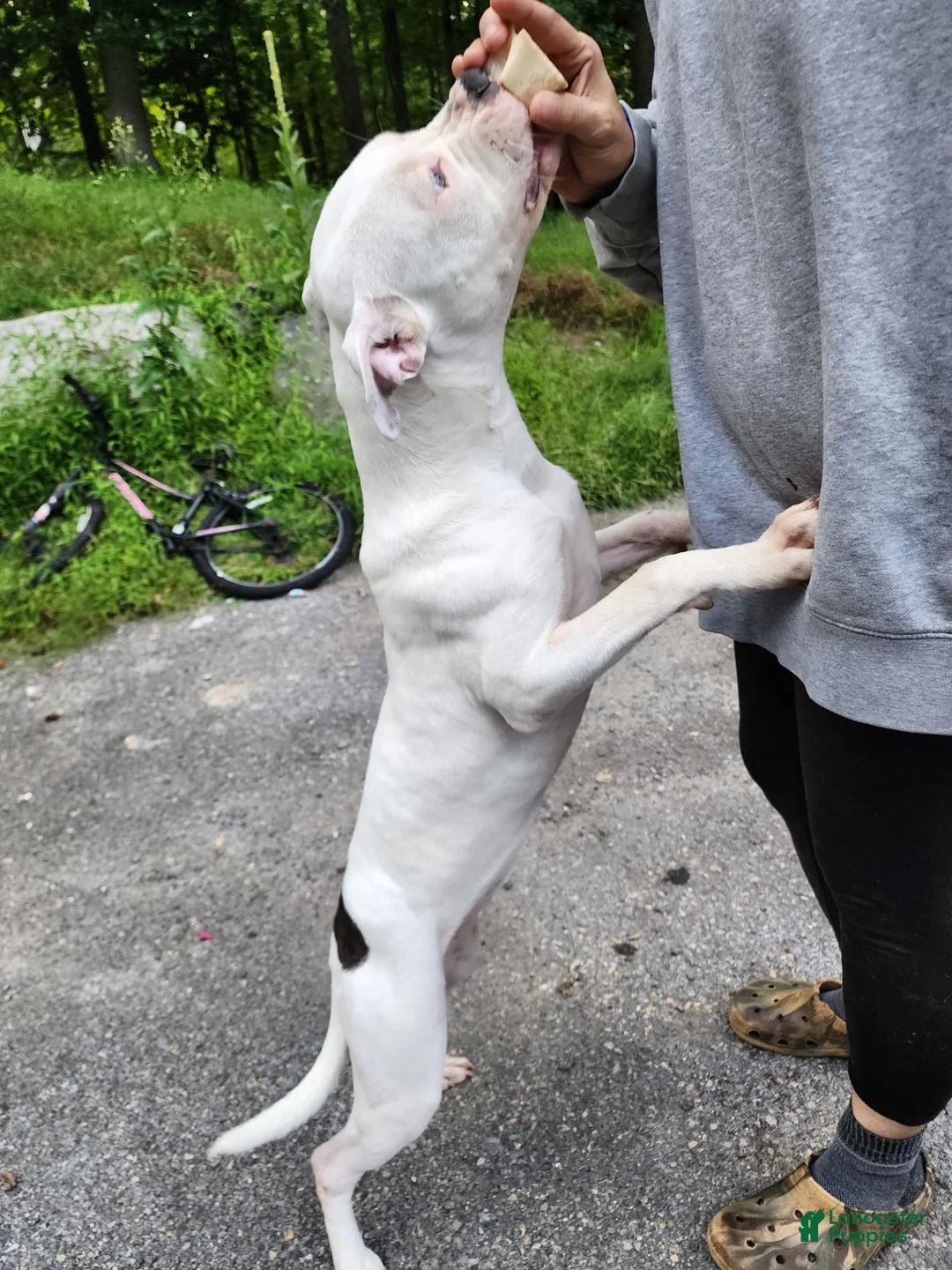 Mixed Breed dogs for sale: Mixed Breed 1 - Ad 2
