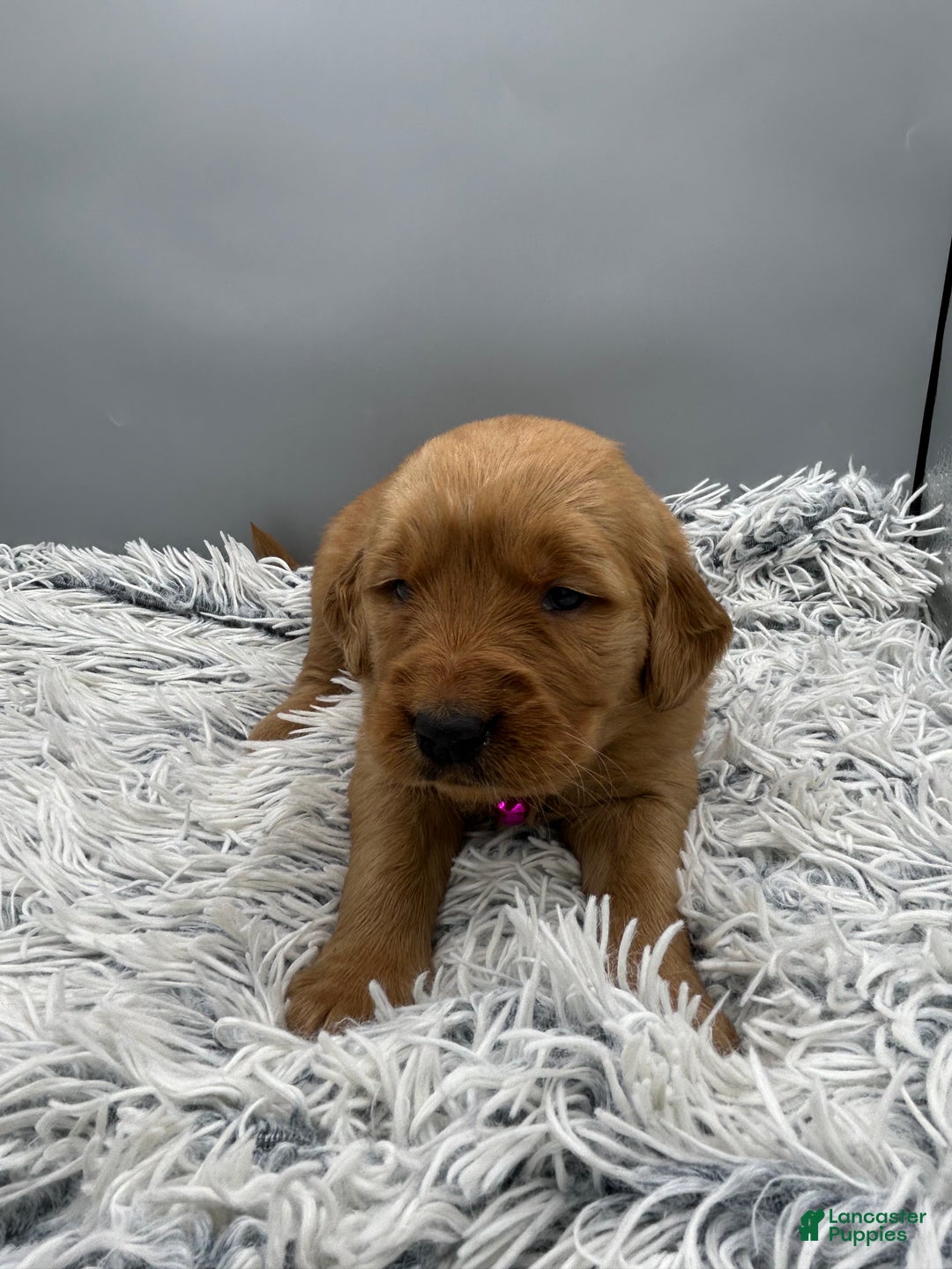 Golden Retriever dogs for sale: Golden Retriever Puppy - Stella - Ad 18