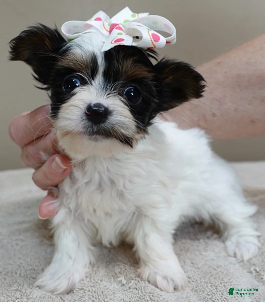 Yorkshire Terrier dogs for sale: Claire 19 ounces - Ad 2