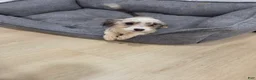 Mixed Breed dogs for sale: Luna Corgi Mixed Small Breed Puppy  - Ad 5