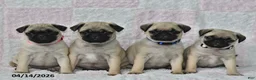 Pug dogs for sale: Jessica - Ad 4