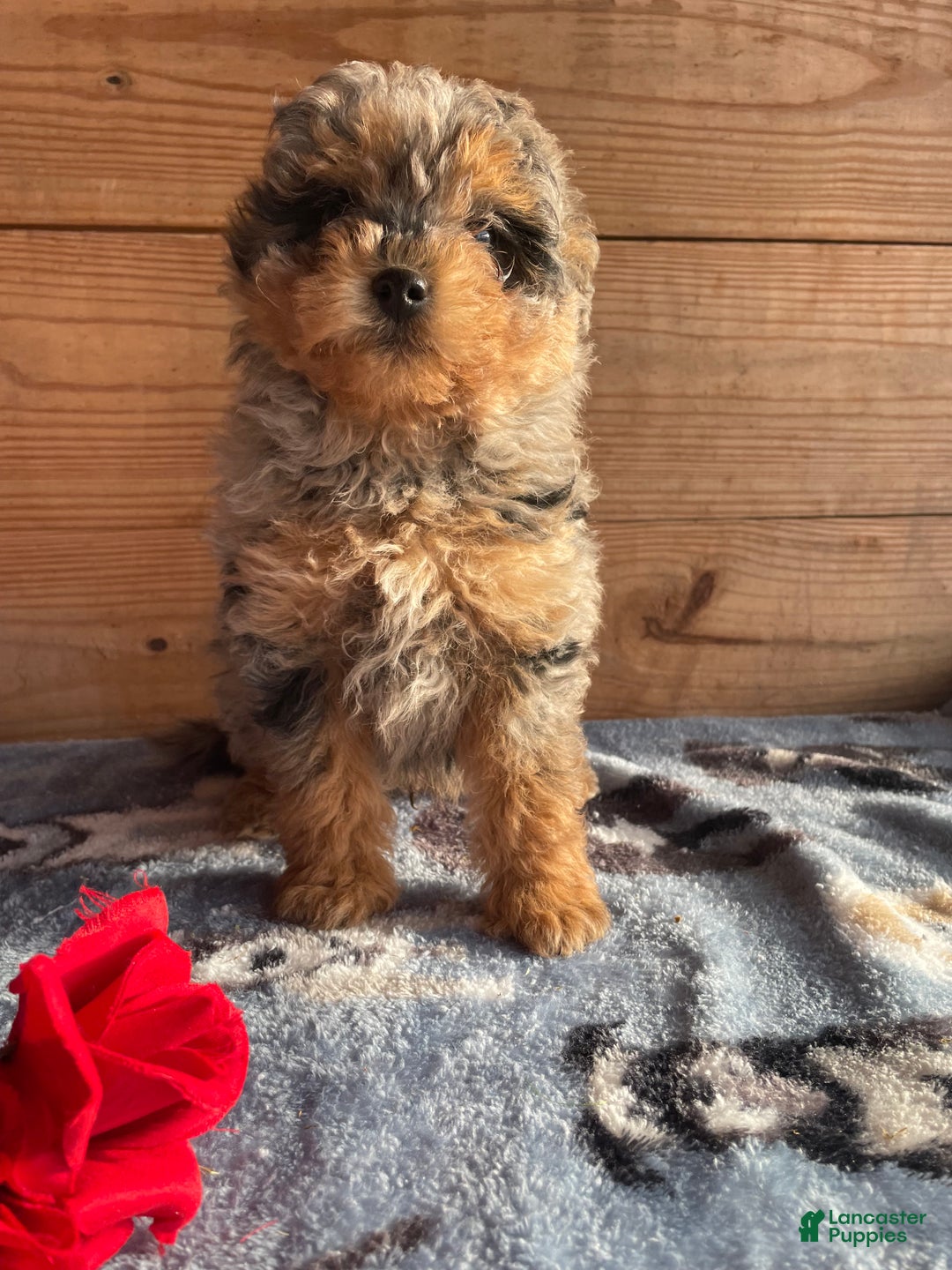 Pomapoo dogs for sale: Biff - Ad 4