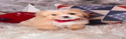 Pekapoo dogs for sale: Woody - Ad 1