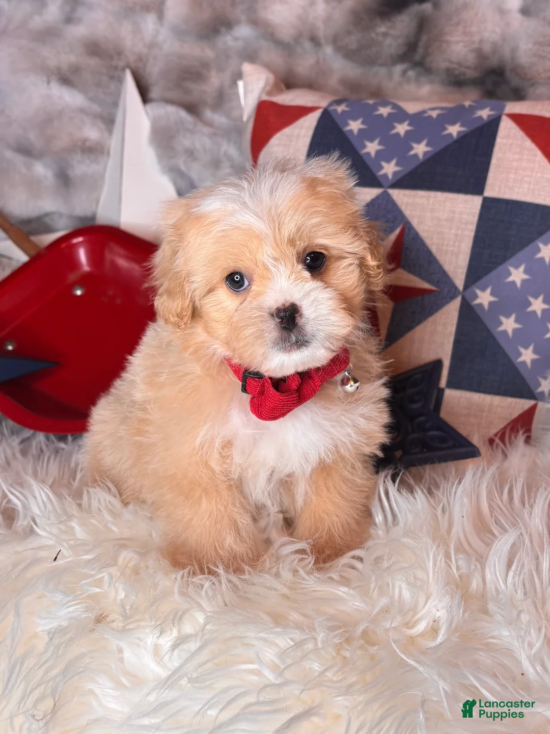 Pekapoo dogs for sale: Woody - Ad 1