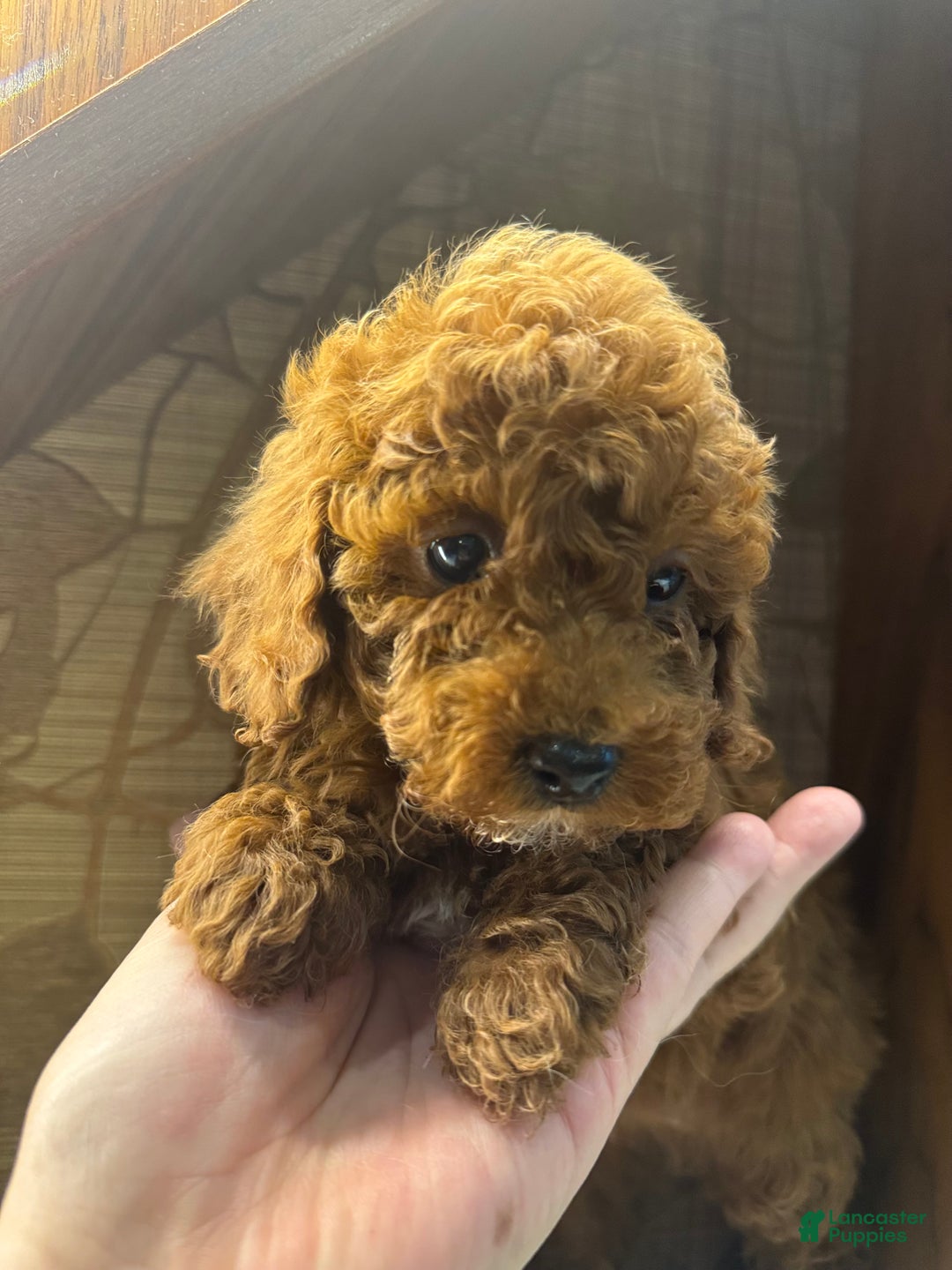 Toy Poodle dogs for sale: Mocha  - Ad 4