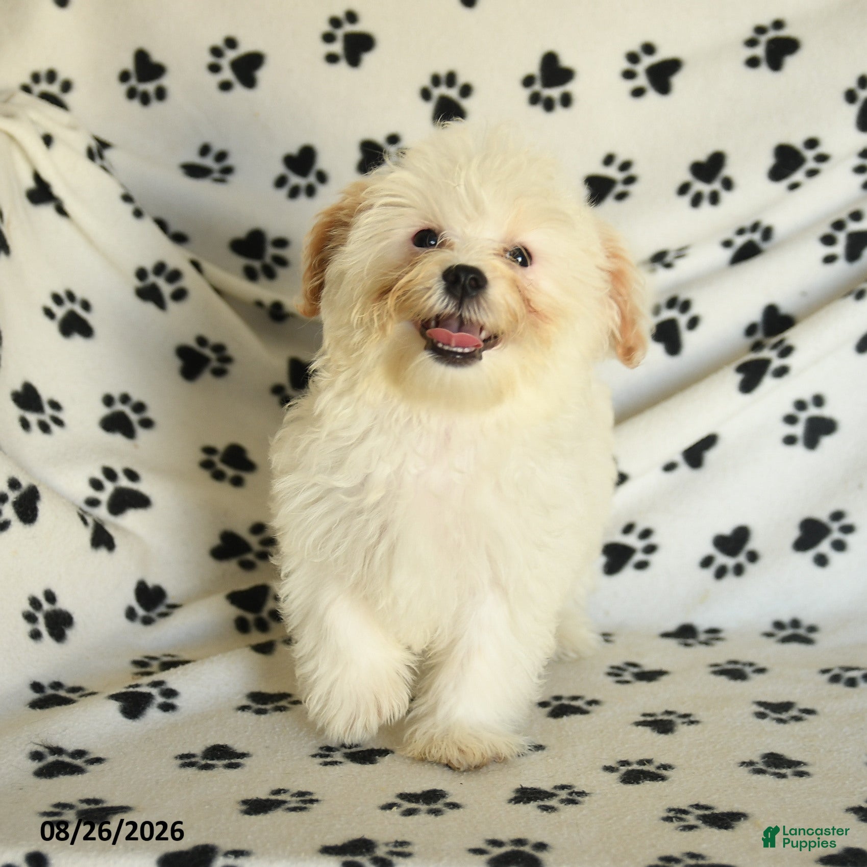 Mixed Breed dogs Una  - Ad 1