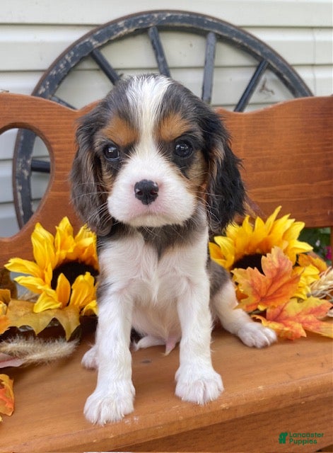 Cavalier King Charles Spaniel dogs Harris- Blue merle tri - Ad 1