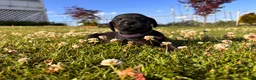 Mixed Breed dogs for sale: Maple - Ad 9