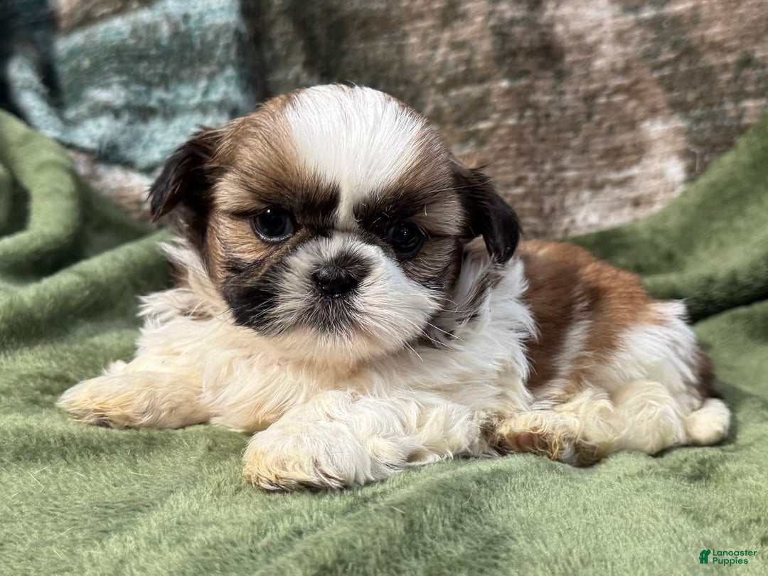 Shih Tzu dogs for sale: Daisy - Ad 3