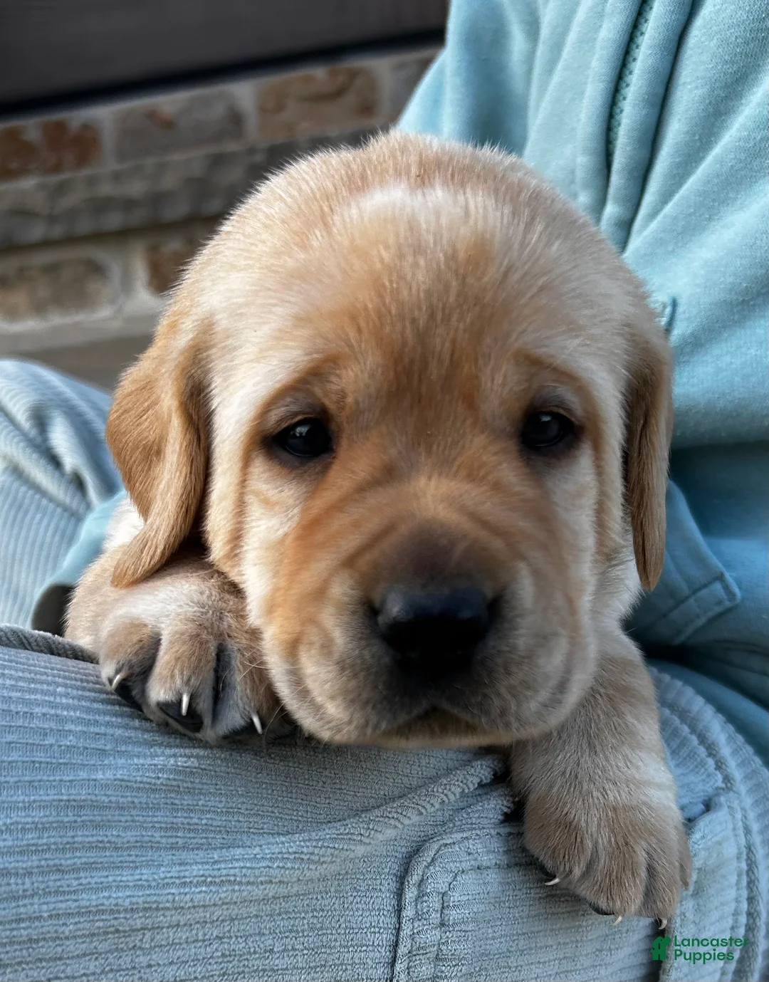 Labrador Retriever dogs for sale: Clint - Ad 1