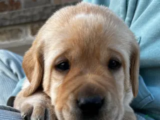 Labrador Retriever dogs for sale: Clint - Ad 3