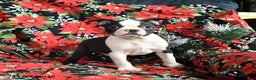 Boston Terrier dogs for sale: Cinder - Ad 2