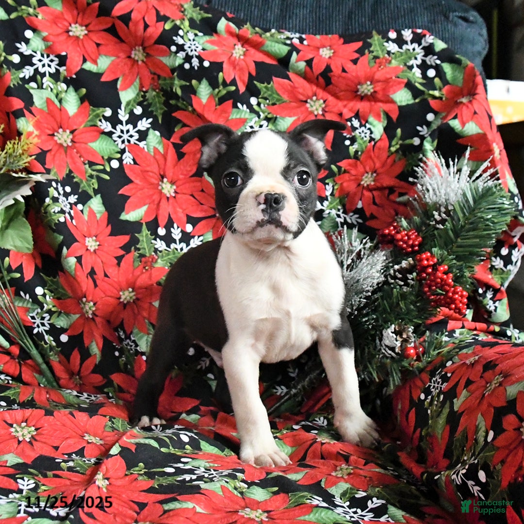 Boston Terrier dogs for sale: Cinder - Ad 2