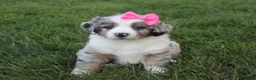 Mini Aussiedoodle dogs for sale: Kylie 🎀 - Ad 3