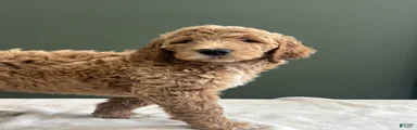 Goldendoodle 2