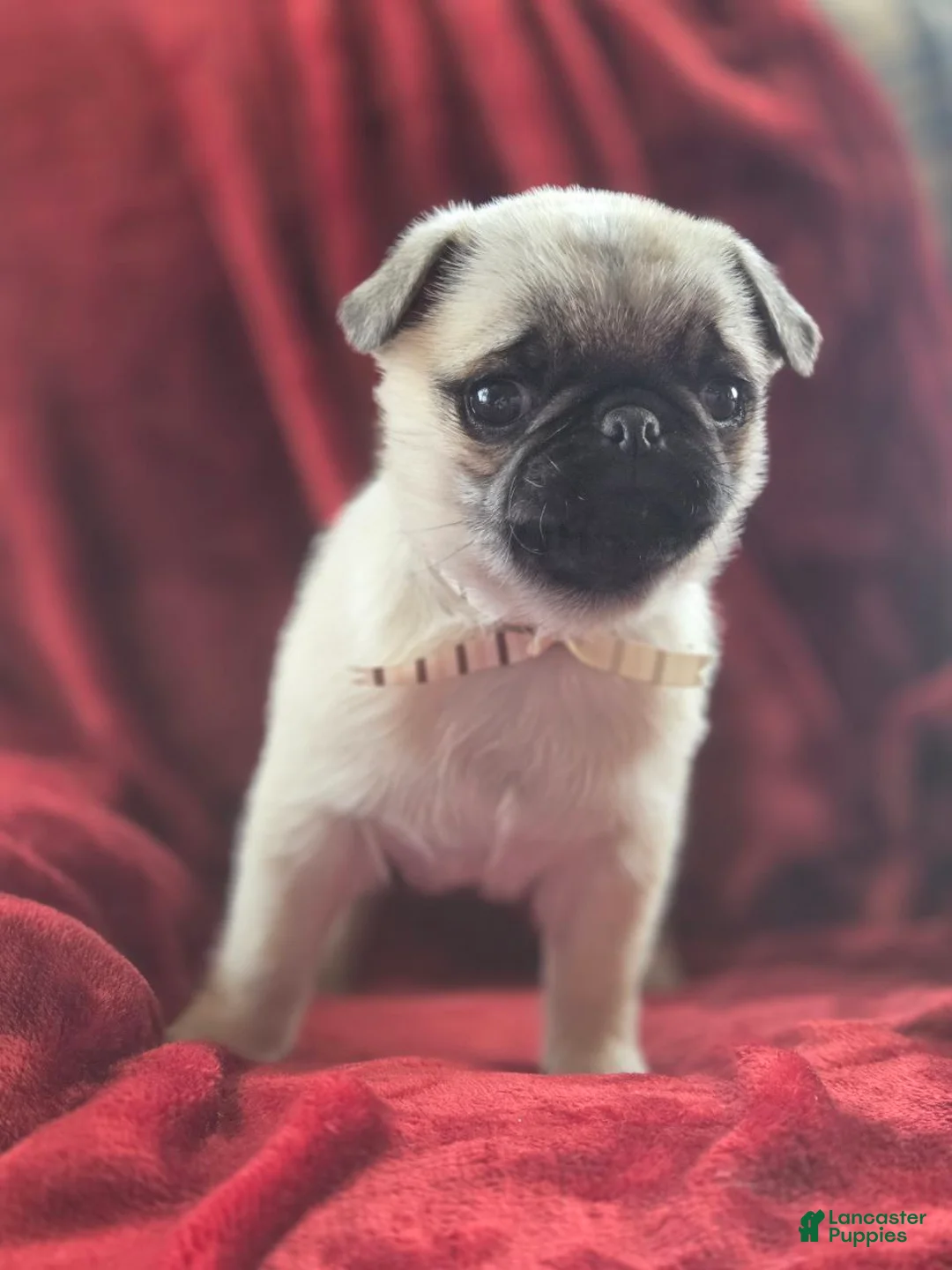 Pug dogs for sale: Ruby  - Ad 3