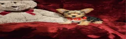Yorkshire Terrier dogs for sale: *LOKI* - Ad 8