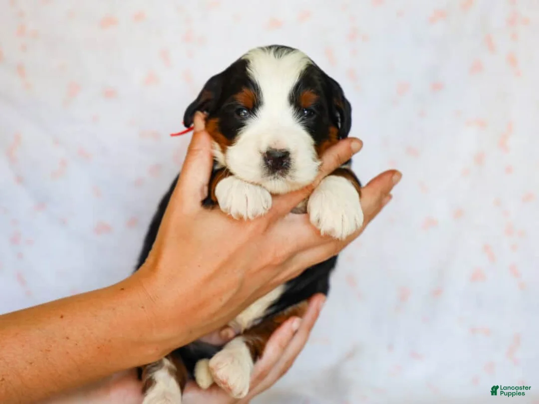 Mini Bernedoodle dogs for sale: Mitchel - Ad 2