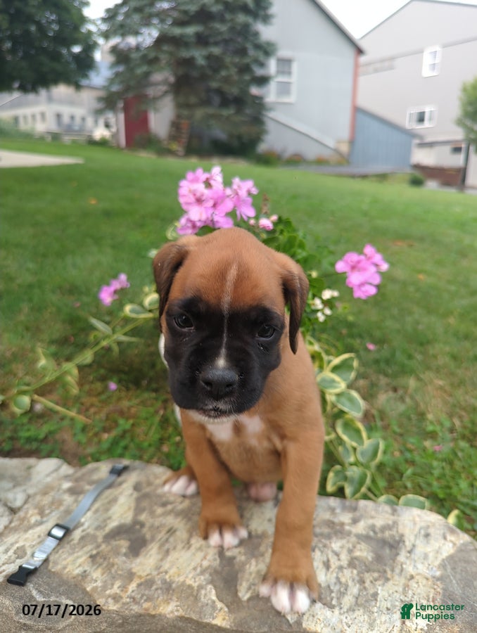 Boxer dogs Coco - Ad 28