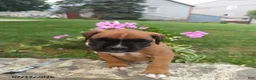 Boxer dogs for sale: Coco - Ad 1