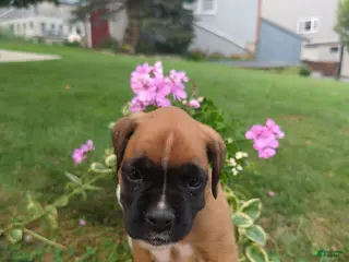 Boxer dogs Coco - Ad 28