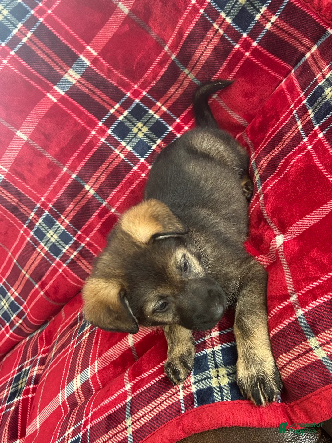 German Shepherd dogs for sale: Willow/Cody Teal - Ad 11