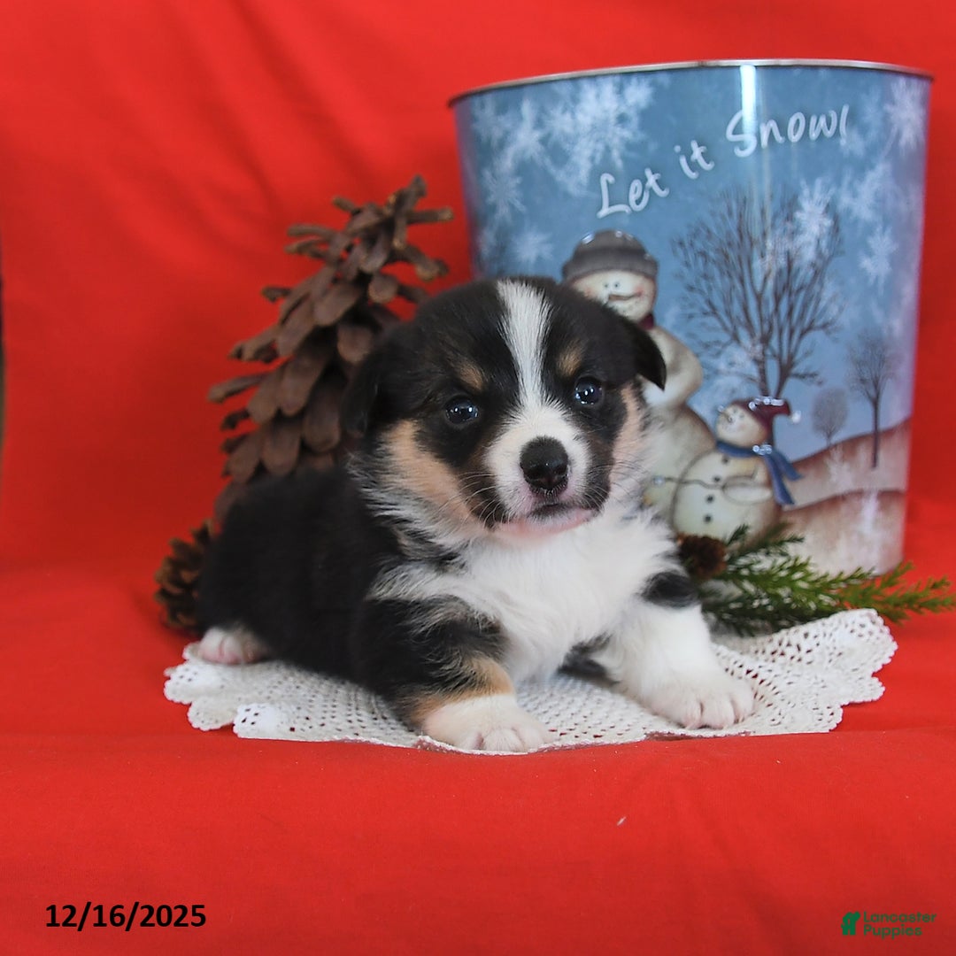 Welsh Corgi Pembroke dogs for sale: Pepper - Ad 14