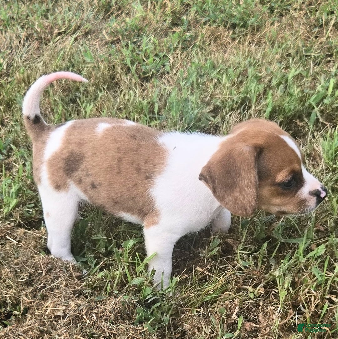 Beagle dogs for sale: CJ Queen Elizabeth Pocket Beagle  - Ad 8