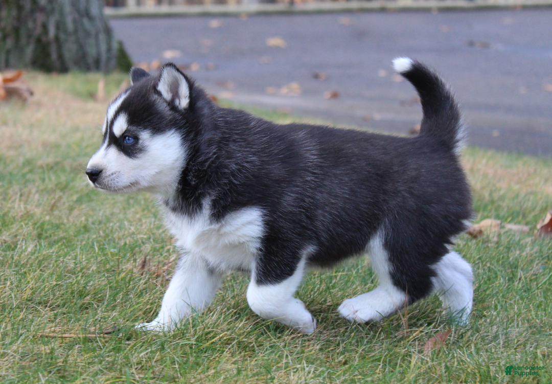 Siberian Husky dogs for sale: Mia - Ad 4