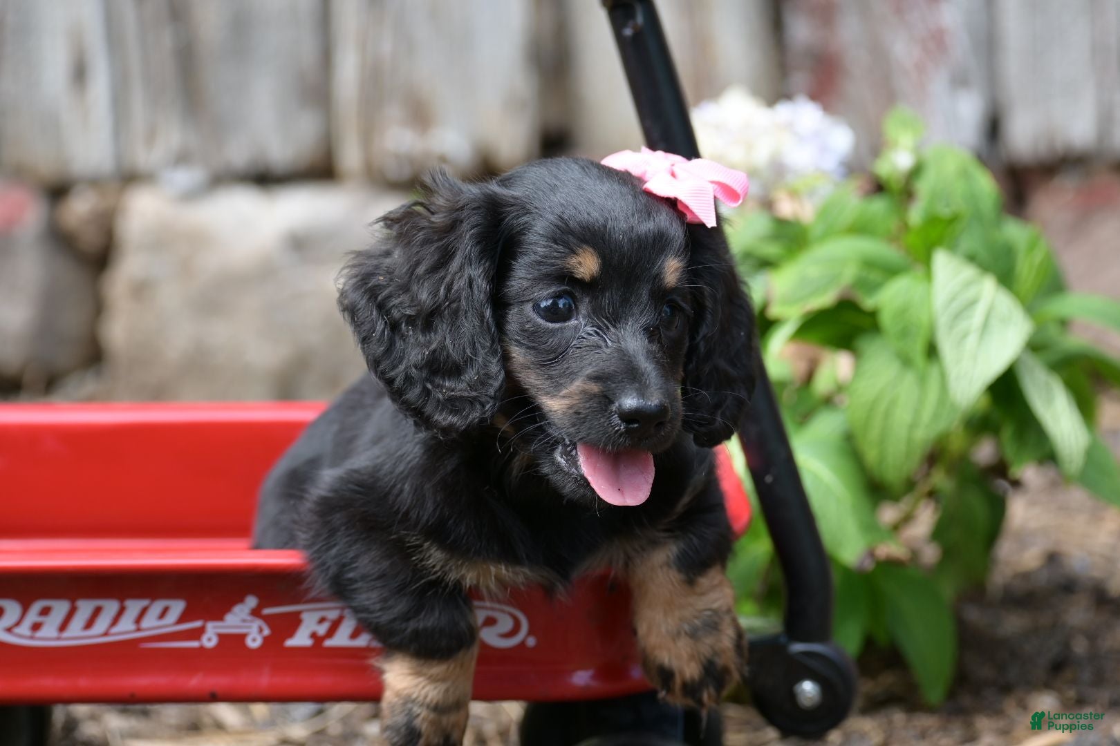 Miniature Dachshund dogs Bella - Ad 1