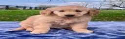 Golden Retriever dogs for sale: Mandy - Ad 3