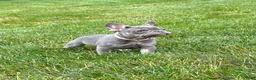 French Bulldog dogs for sale: Violet - Ad 5