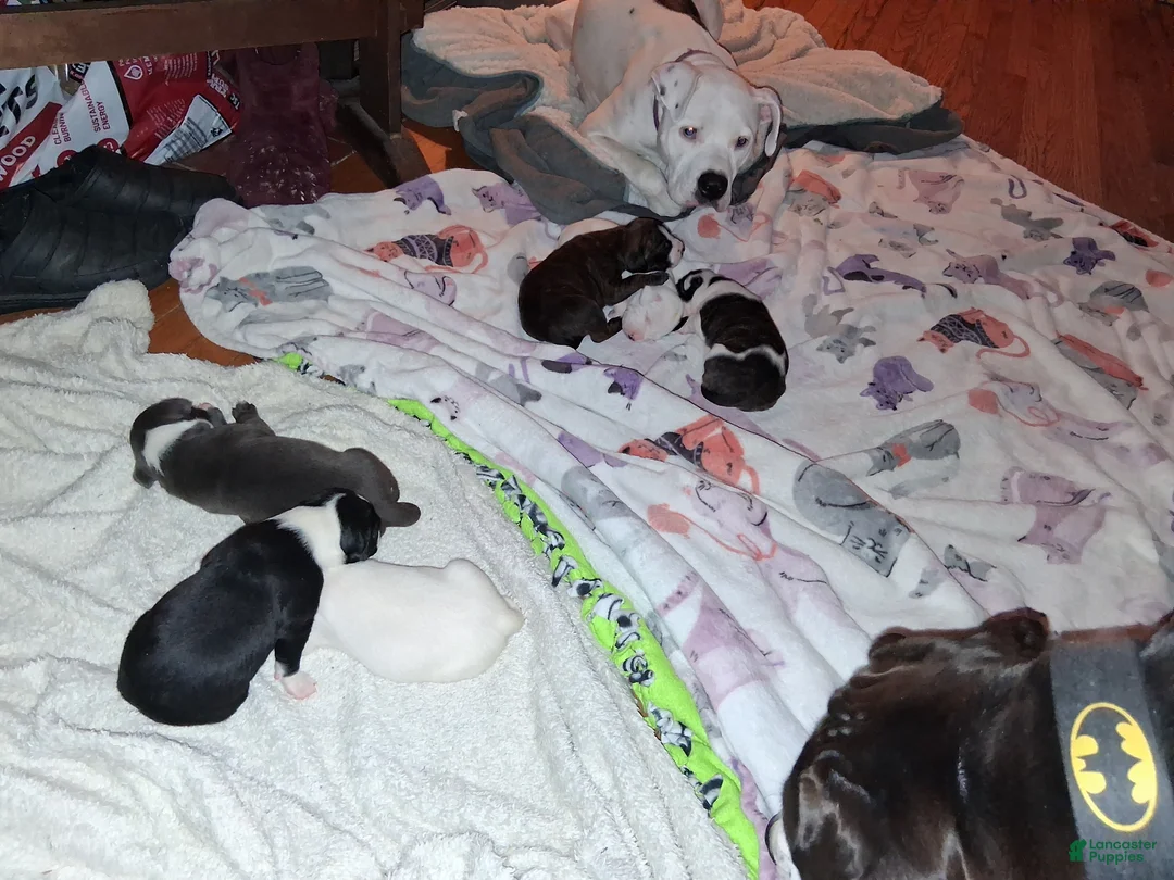 Mixed Breed dogs for sale: Mixed Breed Puppy 3 - Ad 14