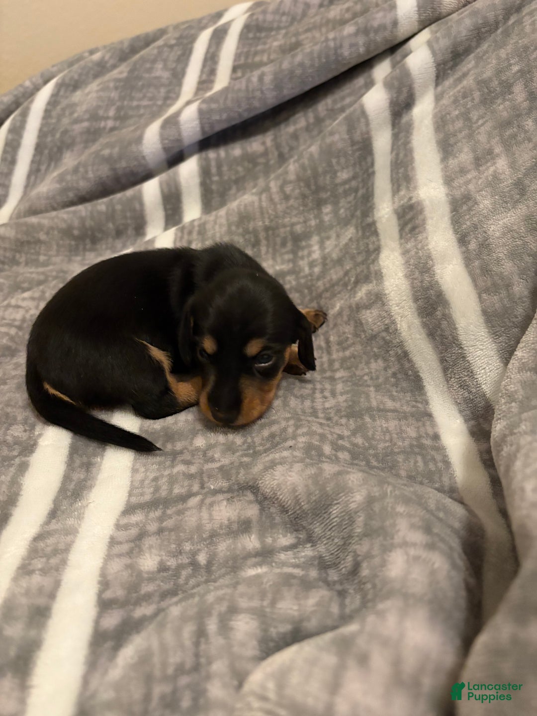 Dachshund dogs for sale: Big Bear - Ad 2