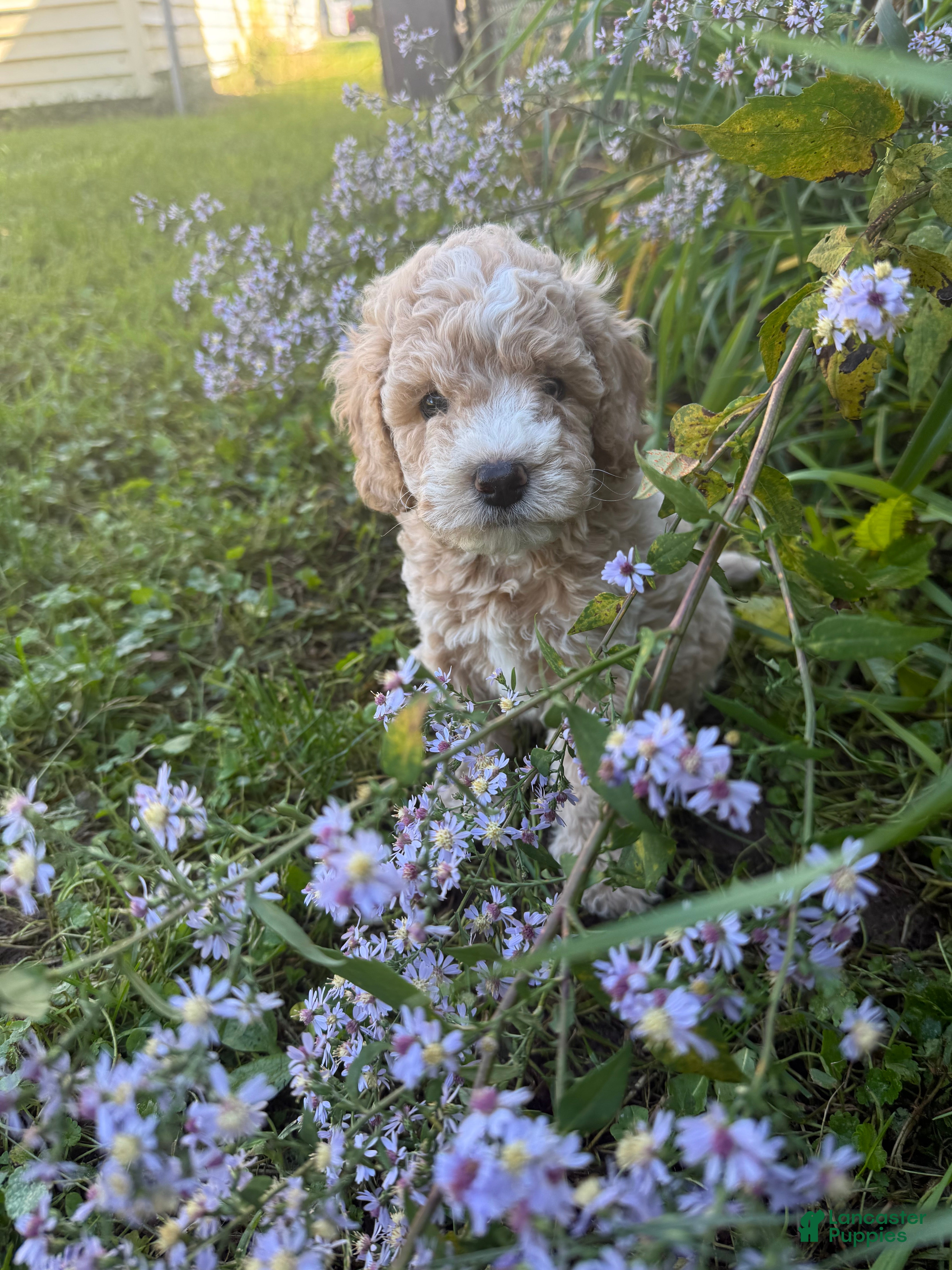 Mixed Breed dogs Mixed Breed Puppy 1 - Ad 16