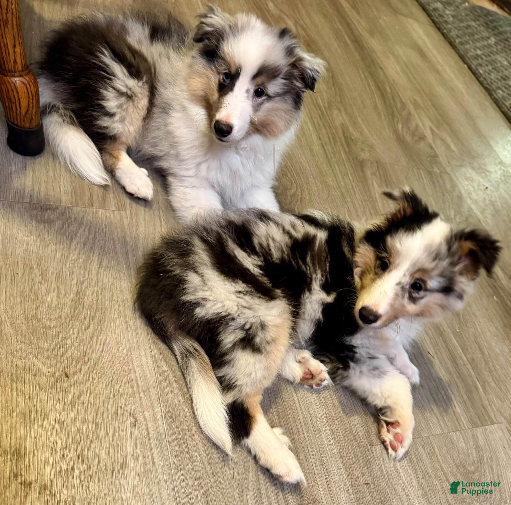 Shetland Sheepdog dogs for sale: Fred - Ad 1