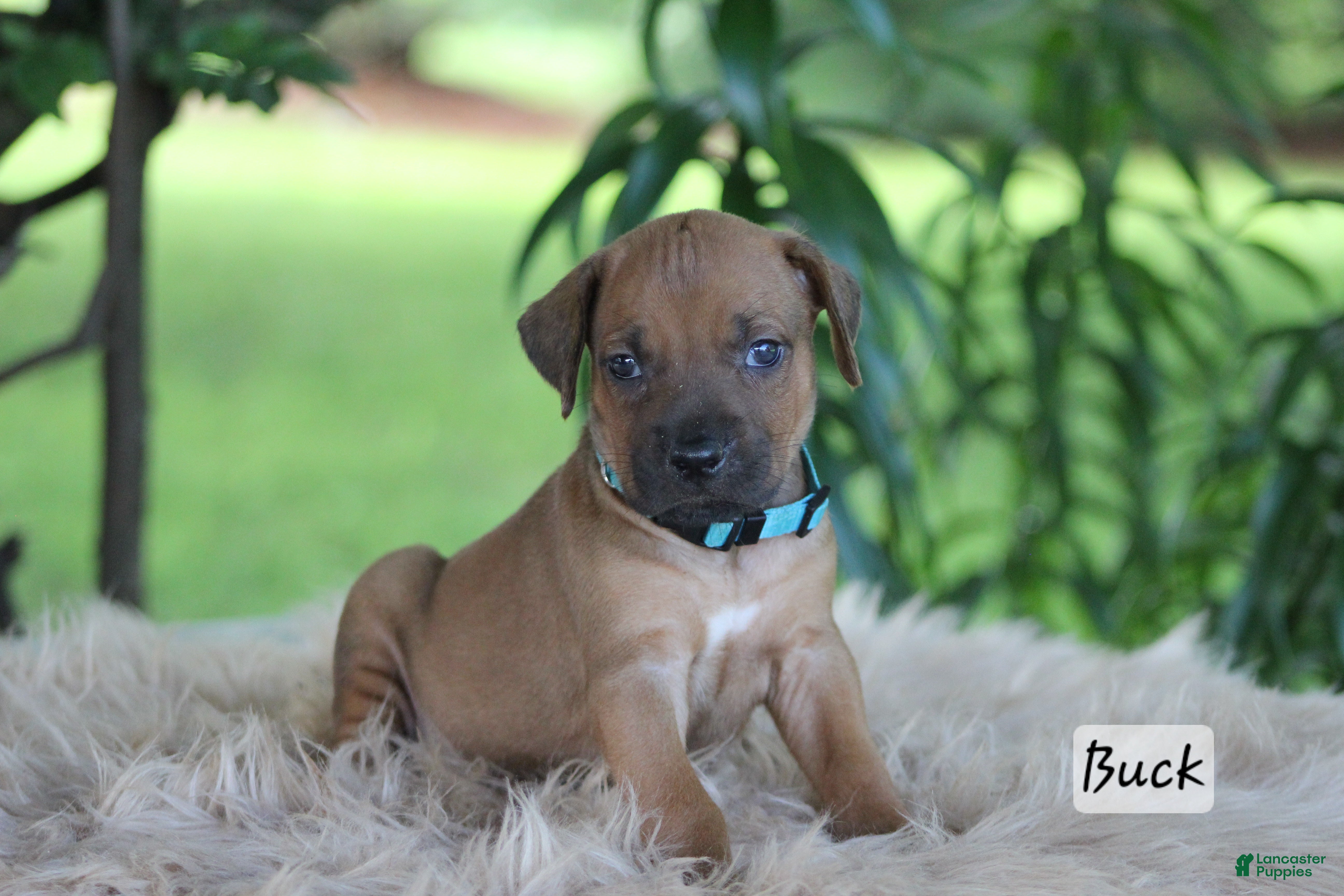 Rhodesian Ridgeback dogs Buck - Ad 2