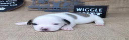 Jack Russell Terrier dogs for sale: Jinx purebred JRT - Ad 3