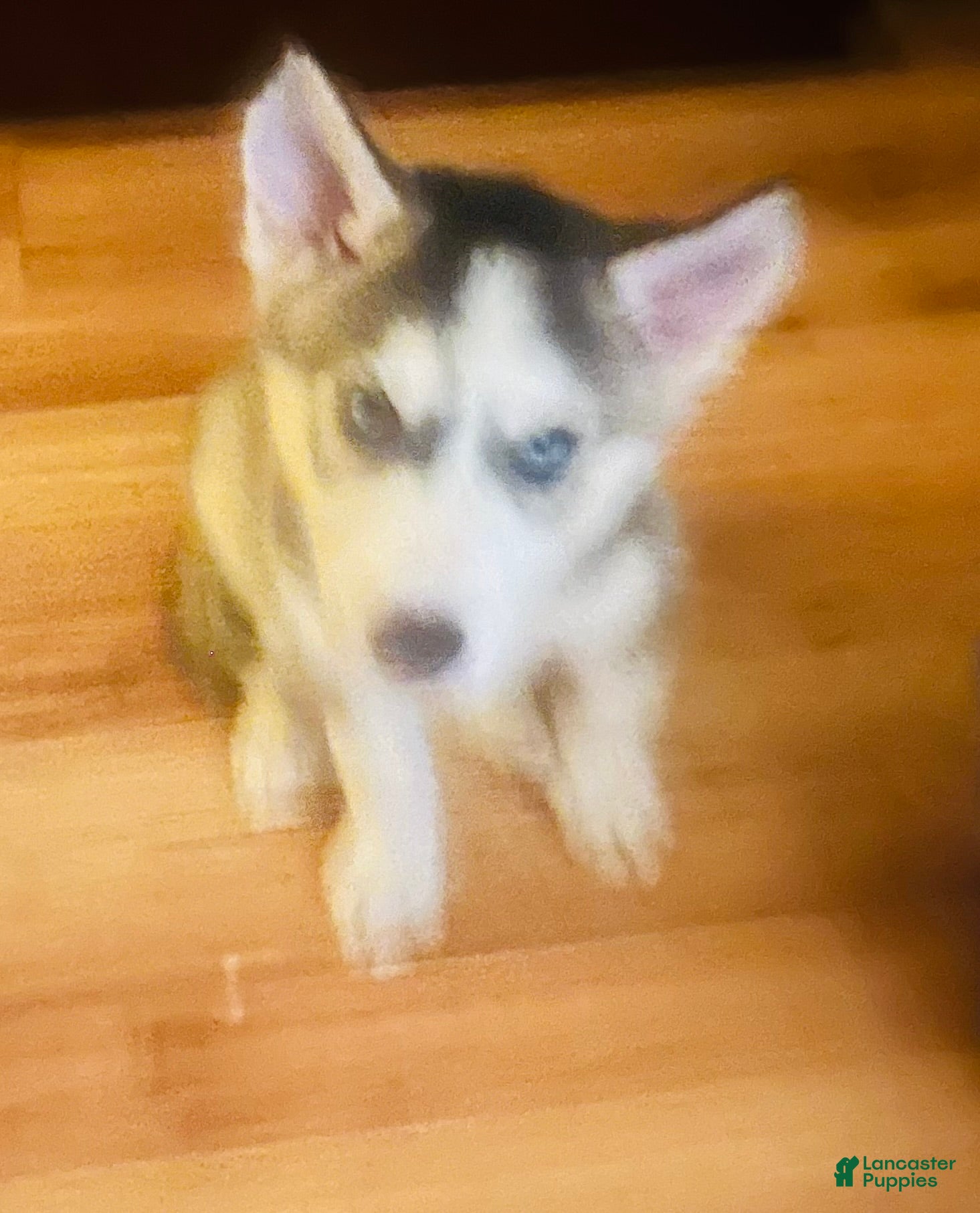 Siberian Husky dogs Siberian Husky 3 Asher - Ad 7